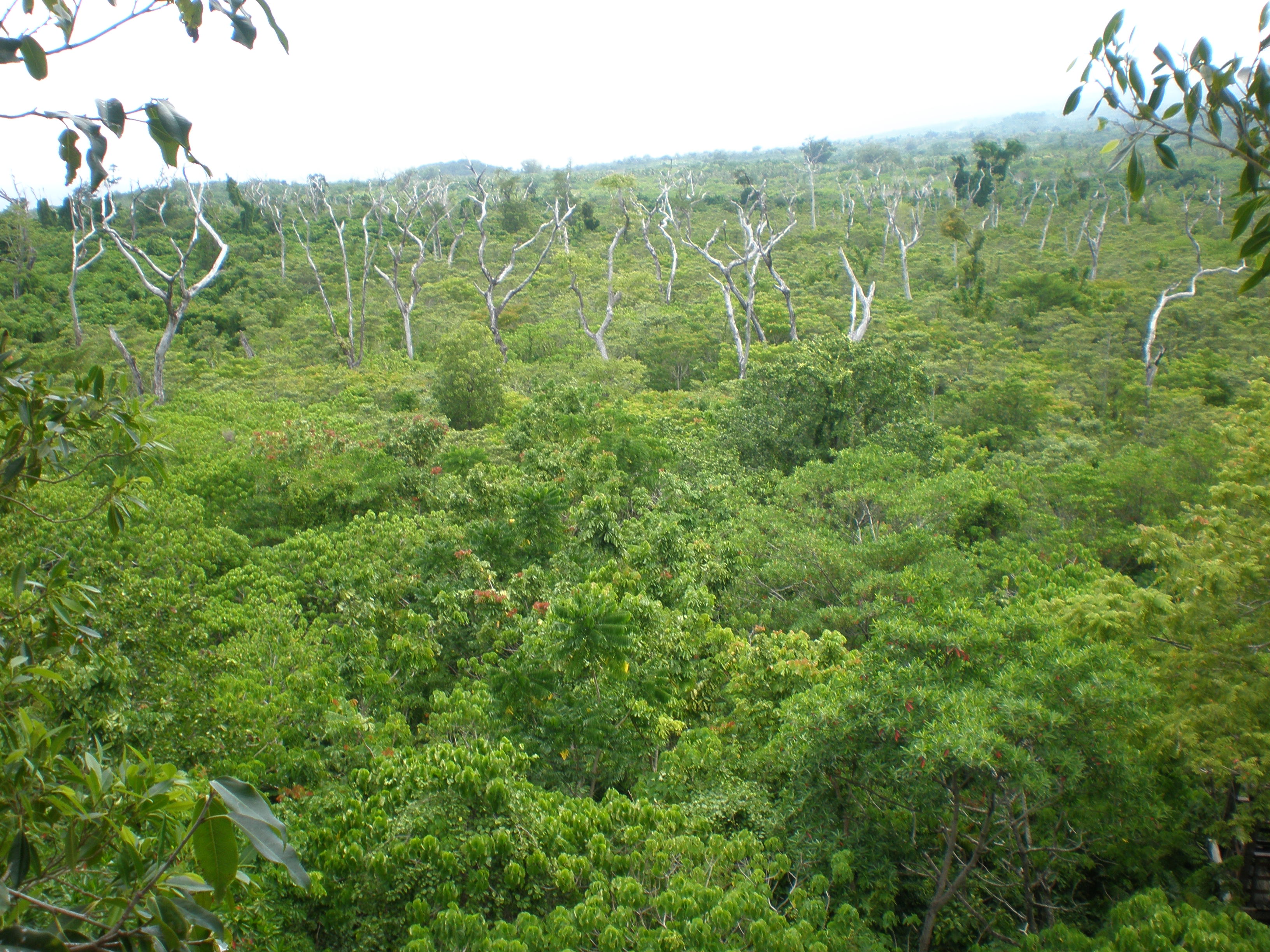 View above the Falealupo Rainforest canopy walkway